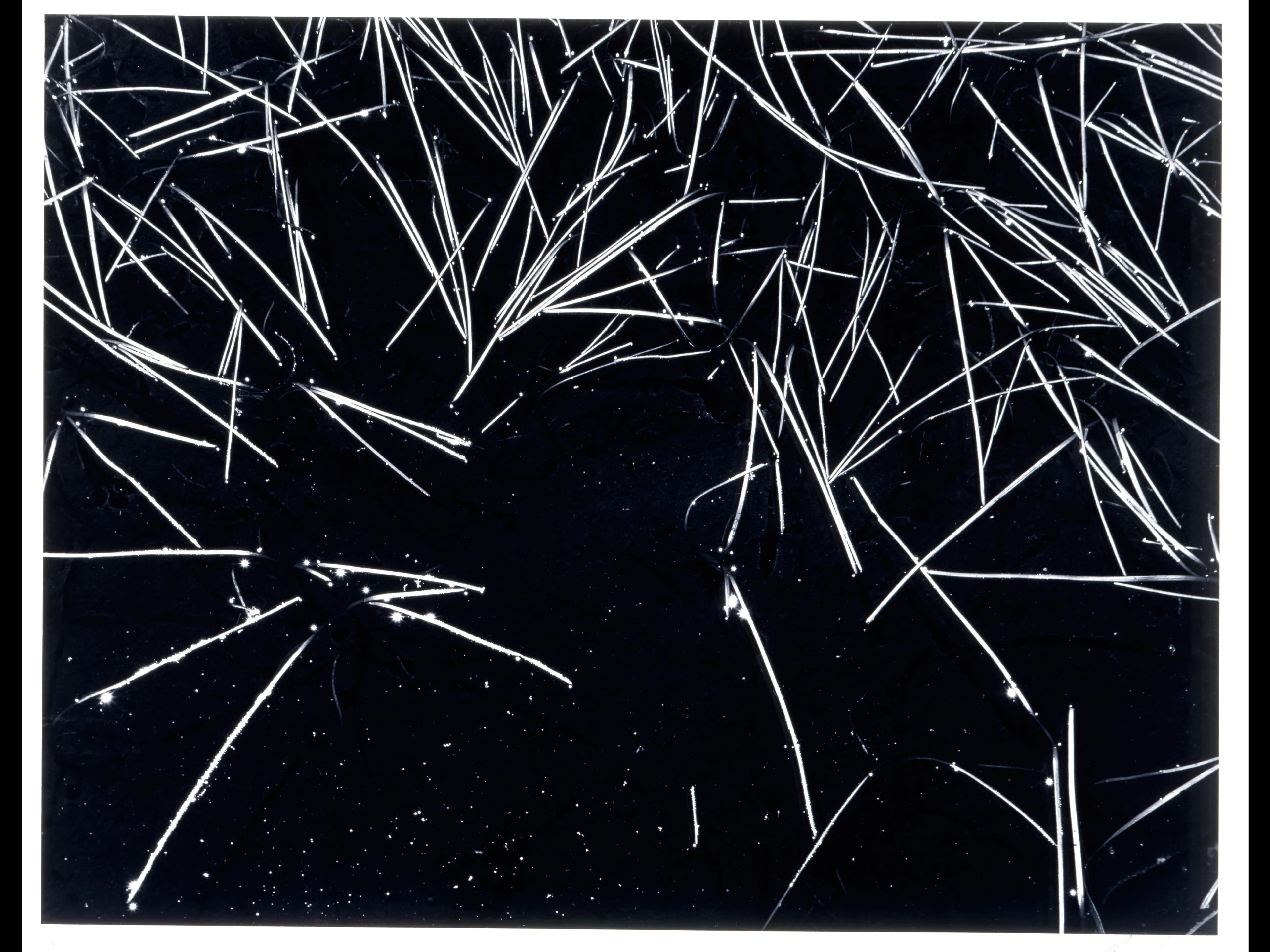 Ansel Adams, Grass and Pool, The Sierra Nevada, California, around 1935. Center for Creative Photography, University of Arizona: Ansel Adams Archive. © The Ansel Adams Publishing Rights Trust